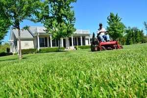 Cutting Overgrown Weeds