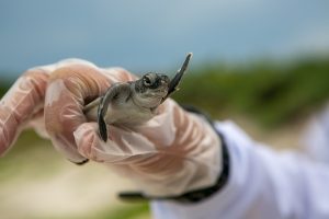 Finding Reptiles in Unexpected Places