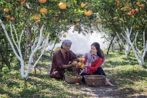 Harvesting Fruits or Vegetables