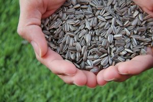 Harvesting Sunflower Seeds