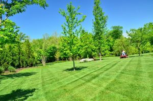 Mowing a Lush Green Lawn