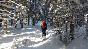 Navigating Through Trees