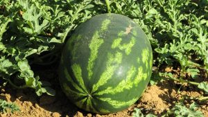 Seeing a Giant Watermelon