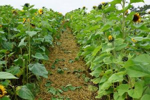 Sunflowers Blooming in Your Garden