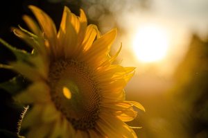 Sunflowers Following the Sun