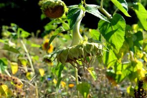 Wilting Plants