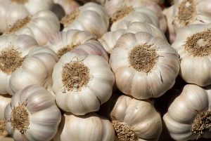 Garlic in a Garden