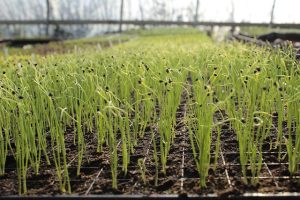 Planting Garlic