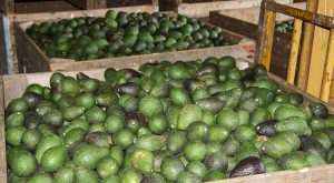 Avocado Harvest