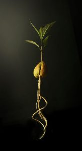 Avocado Seed