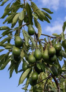 Avocado Tree Bearing Fruit