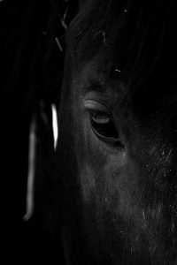 Black Horse with Glowing Eyes