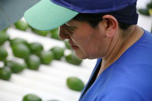 Buying Avocados