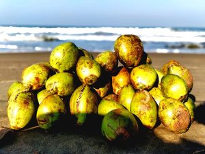 Collecting Coconuts on a Beach