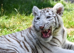 Dreaming of a White Tiger Cub