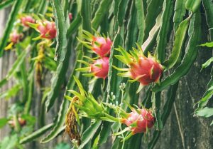 Finding a Garden Full of Dragon Fruit