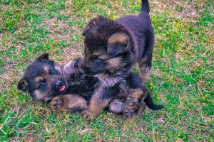 German Shepherd Puppies