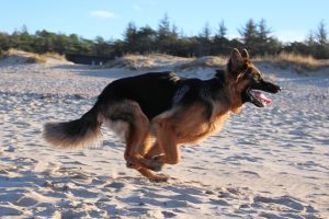 German Shepherd Running Freely