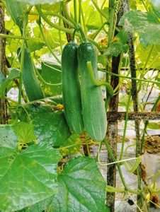 Growing Cucumbers in a Garden