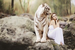 Interacting with a Friendly White Tiger