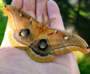 Moth Landing on You