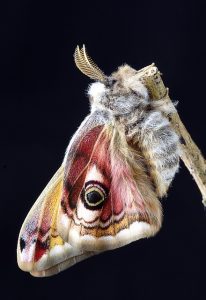 Moth Wings