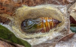 Moths Emerging from a Cocoon