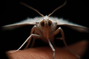 Moths in a Dark Room