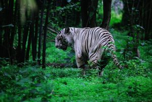 Observing a White Tiger in the Wild