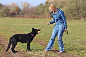 Playing with a German Shepherd