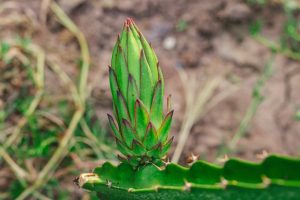 Seeing a Dragon Fruit Tree in Bloom