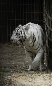 Seeing a White Tiger in a Cage