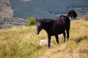 Seeing a Wild Black Horse