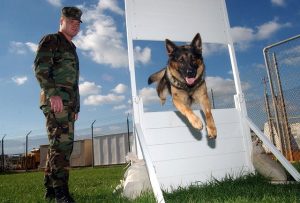 Training a German Shepherd