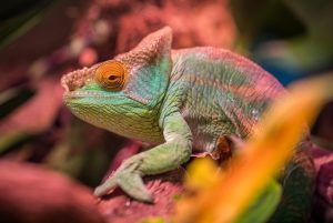 Chameleon Blending into Its Surroundings