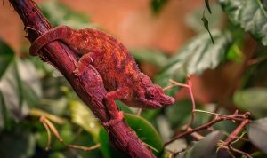 Chameleon Changing Colors