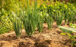 Growing Onions