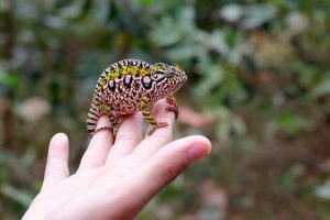 Holding a Chameleon