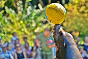 Playing with Seals