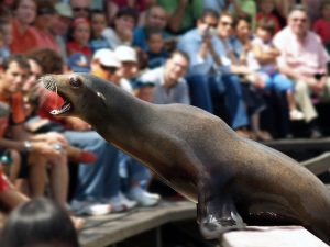 Seal Performances