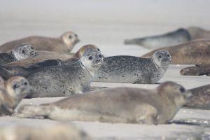 Seal Pups