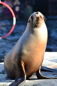 Seeing Seals in a Zoo