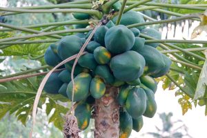 Seeing a Papaya Tree