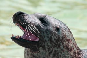 Talking Seal