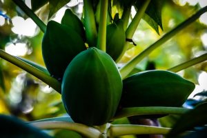 Unripe Papaya