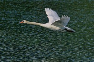 A Swan Flying