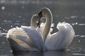 A Swan Pair