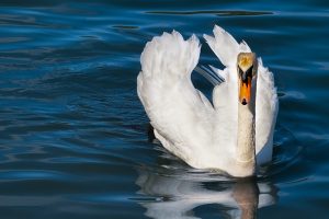 A Swan Swimming