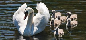 A Swan with Cygnets