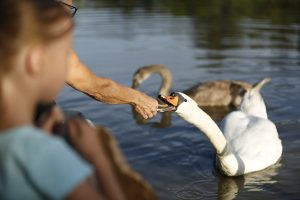 Feeding a Swan